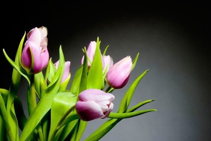 Tulipaner – del 1