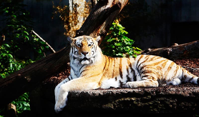 Billeder af dyr - Tiger